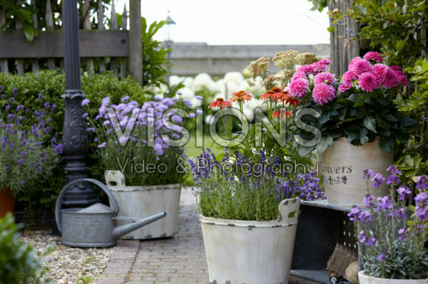Summer flowers Summer flowers