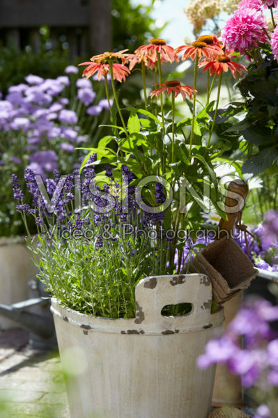 Lavandula angustifolia Hidcote, Echinacea Lavandula angustifolia Hidcote, Echinacea