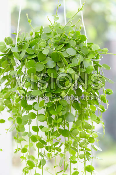 Dischidia nummularia Dischidia nummularia