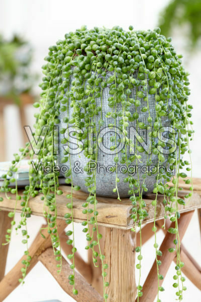 Senecio Rowleyanus Senecio Rowleyanus