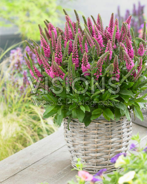 Veronica spicata Bubblegum Candles Veronica spicata Bubblegum Candles
