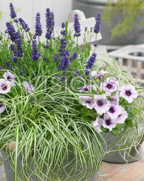 Carex EverColor® Everlite Carex EverColor® Everlite