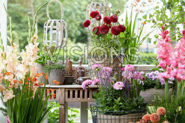 Summer flowers on pot Summer flowers on pot