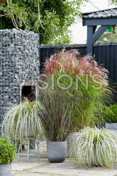 Ornamental grass collection Ornamental grass collection