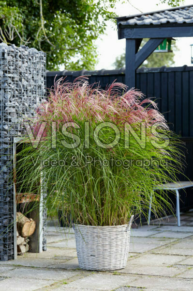 Miscanthus sinensis Red Cloud ® Miscanthus sinensis Red Cloud ®