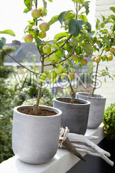 Malus domestica Malus domestica