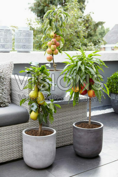 Fruit tree collection Fruit tree collection