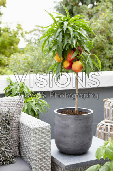 Prunus persica Prunus persica