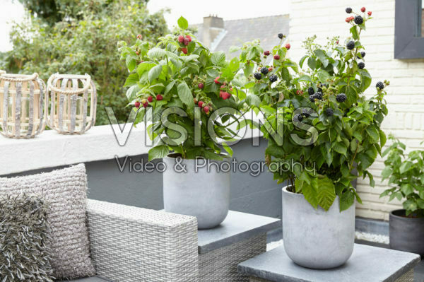Rubus idaeus Little Red Princess, Rubus fruticosus Rubus idaeus Little Red Princess, Rubus fruticosus