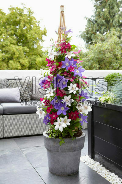 Clematis mix Clematis mix