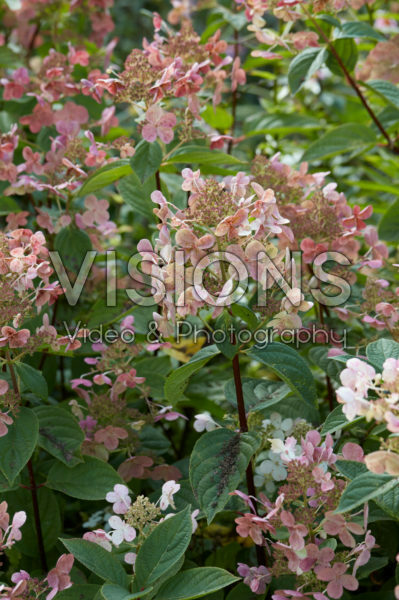 Hydrangea paniculata Early Sensation Hydrangea paniculata Early Sensation