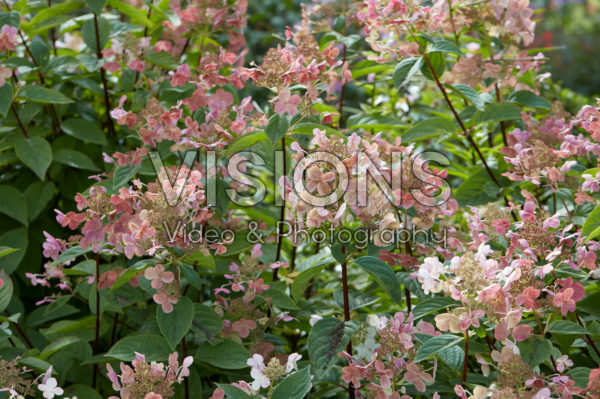 Hydrangea paniculata Early Sensation Hydrangea paniculata Early Sensation