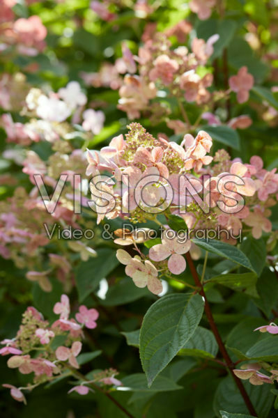 Hydrangea paniculata Early Sensation Hydrangea paniculata Early Sensation