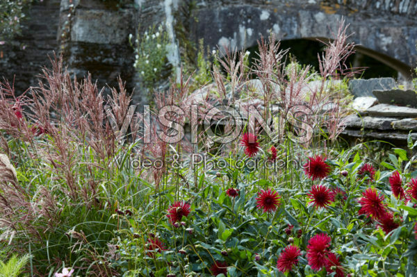 Dahlia, Miscanthus Dahlia, Miscanthus