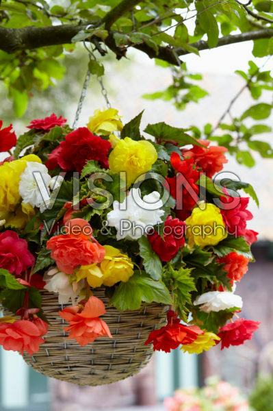 Begonia Giant Pendula mixed Begonia Giant Pendula mixed