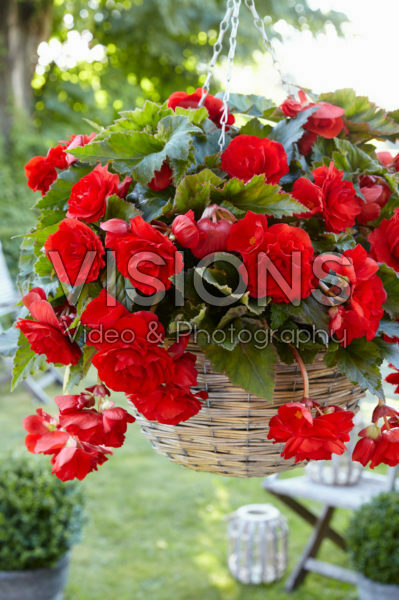 Begonia Giant Pendula Scarlet Begonia Giant Pendula Scarlet