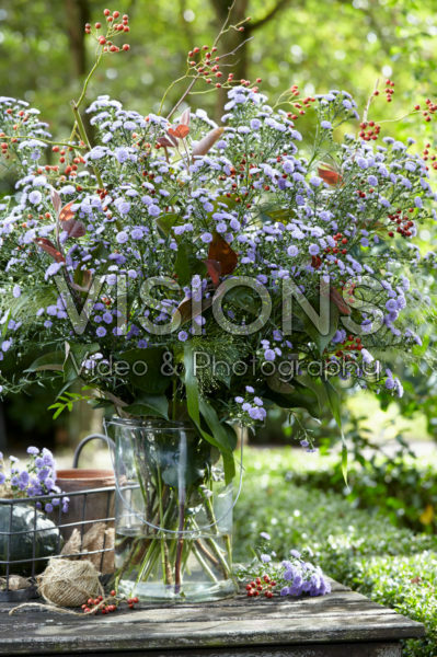 Aster Astée® Baby Blue Aster Astée® Baby Blue