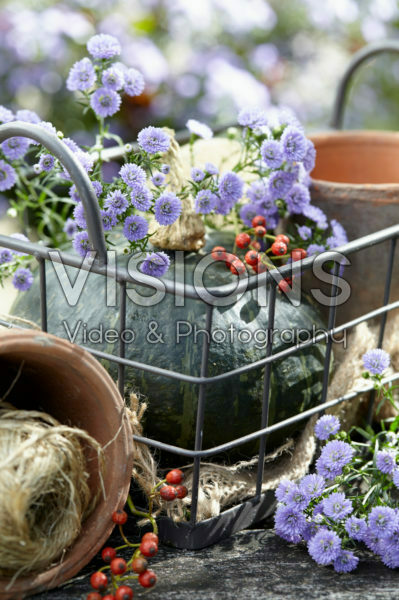 Aster Astée® Baby Blue Aster Astée® Baby Blue