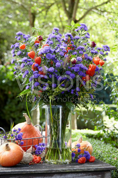 Aster Astée® Dark Milka Aster Astée® Dark Milka