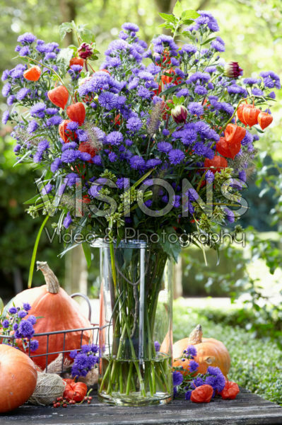 Aster Astée® Dark Milka Aster Astée® Dark Milka