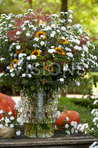 Aster Astée® Pretty Wendy Aster Astée® Pretty Wendy