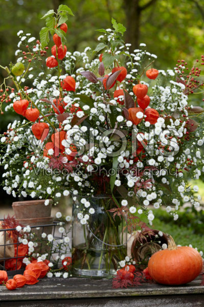 Aster Astée® White Gypsy Aster Astée® White Gypsy