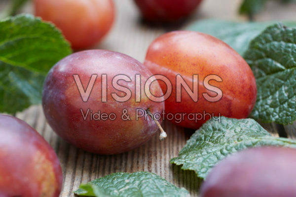 Prunus domestica Valor Prunus domestica Valor