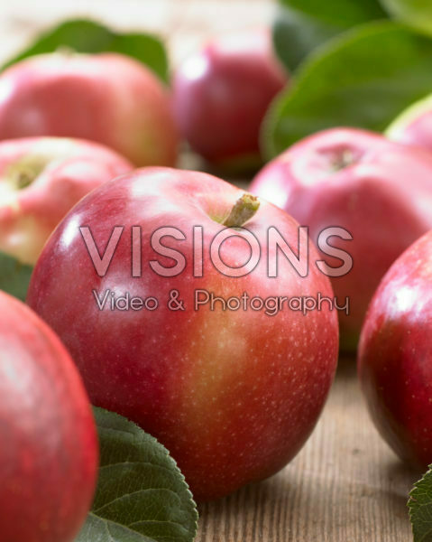 Malus domestica Flamenco Malus domestica Flamenco