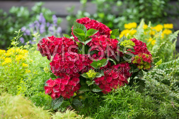 Hydrangea macrophylla red Hydrangea macrophylla red
