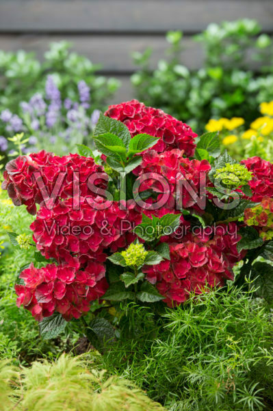 Hydrangea macrophylla red Hydrangea macrophylla red