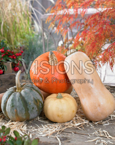 Pumpkin collection Pumpkin collection