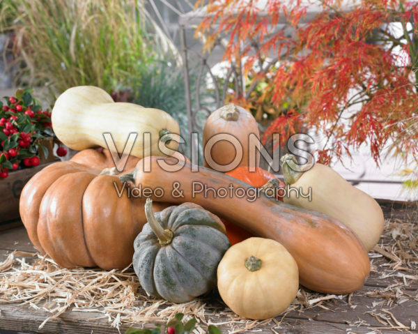 Pumpkin collection Pumpkin collection
