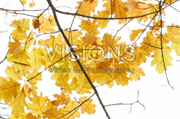 Quercus Quercus