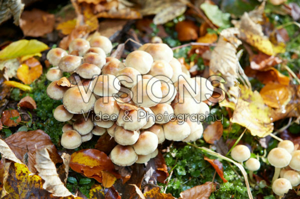 Fungi Fungi