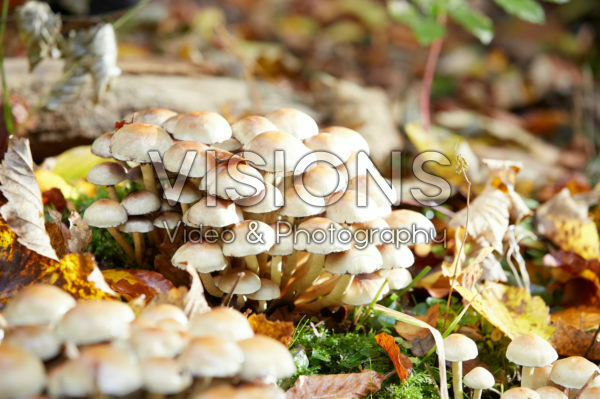 Fungi Fungi