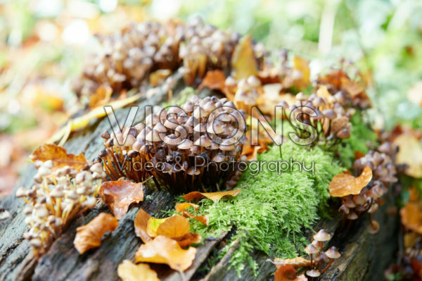 Fungi on tree Fungi on tree
