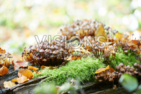Fungi on tree Fungi on tree