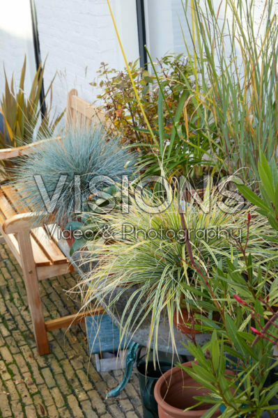 Ornamental grasses Ornamental grasses