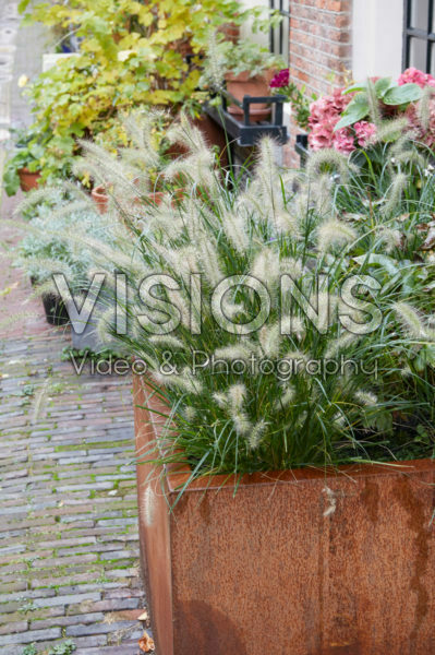 Pennisetum Pennisetum