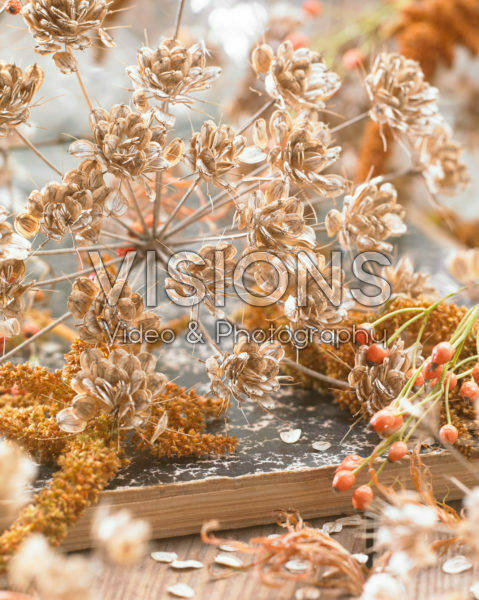Anthriscus sylvestris seeds Anthriscus sylvestris seeds