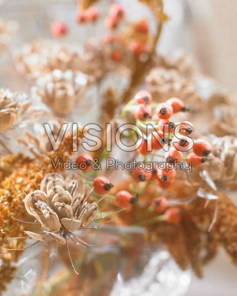 Anthriscus sylvestris seeds Anthriscus sylvestris seeds