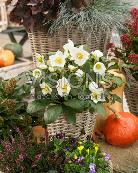 Helleborus HGC® Jesko Helleborus HGC® Jesko