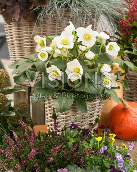 Helleborus HGC® Jesko Helleborus HGC® Jesko