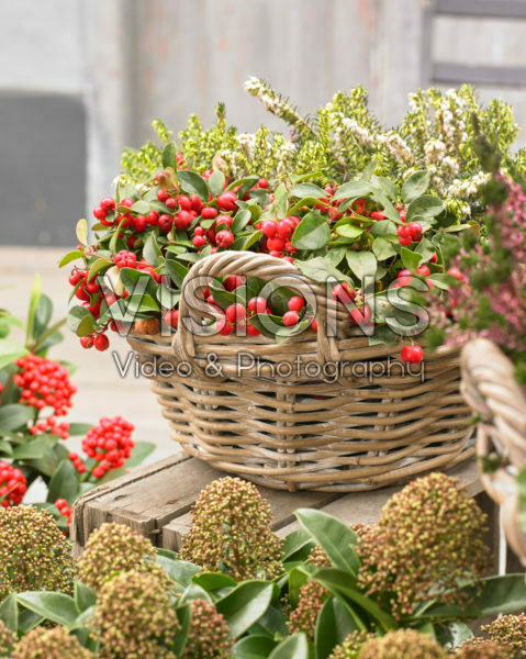 Autumn container Autumn container