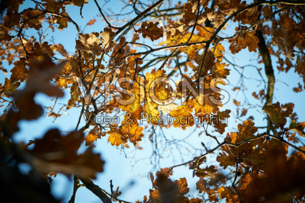 Autumn Autumn