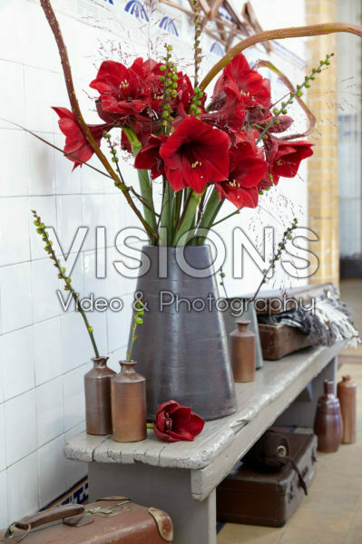 Hippeastrum Royal Velvet ® Hippeastrum Royal Velvet ®