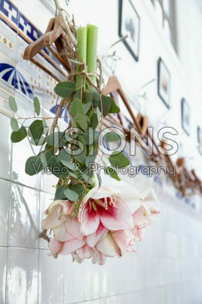 Hippeastrum Charisma Hippeastrum Charisma