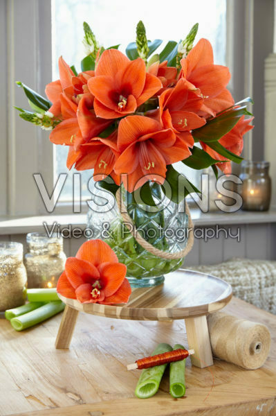 Hippeastrum Naranja ® Hippeastrum Naranja ®