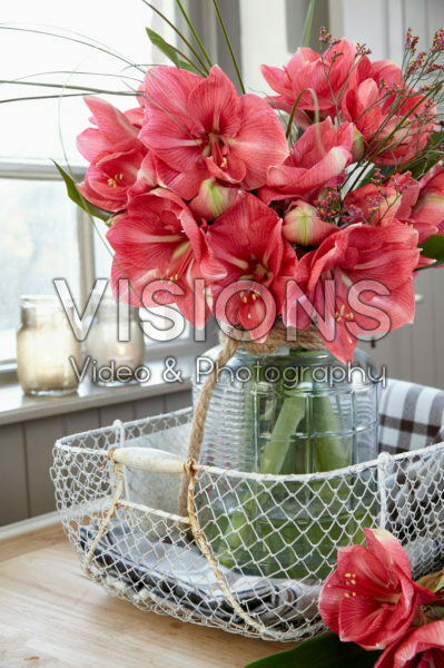 Hippeastrum Hercules Hippeastrum Hercules
