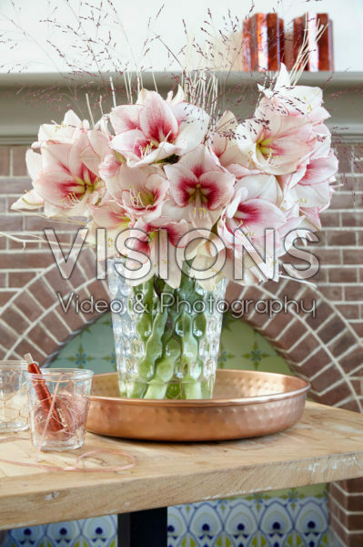 Hippeastrum Charisma Hippeastrum Charisma